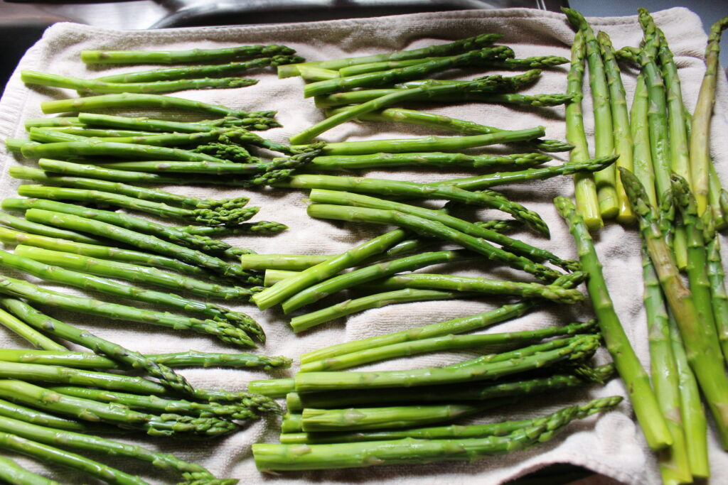 Blanched, cooled asparagus dries on a clean towel on a baking sheet.